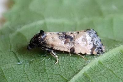 <i>Cochylis atricapitana</i>