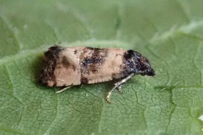 <i>Cochylis atricapitana</i>