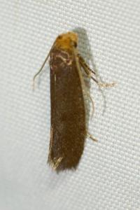 <i>Cephimallota crassiflavella</i>