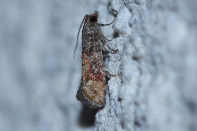 <i>Clavigesta purdeyi</i>