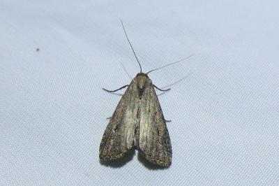 Schrankia costaestrigalis