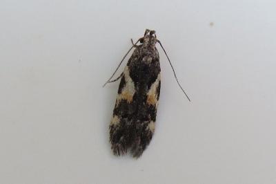 Teleiodes luculella