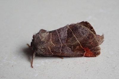 Clostera pigra