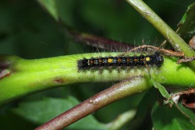 Lymantria dispar