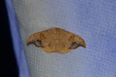 Sabra harpagula