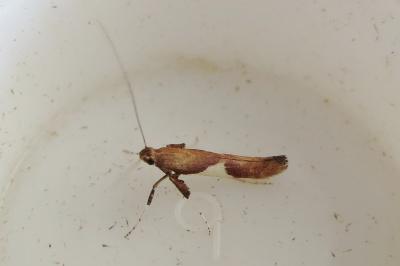 <i>Caloptilia stigmatella</i>