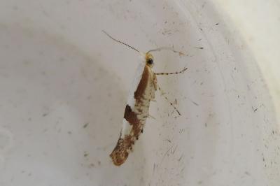 <i>Argyresthia</i>
