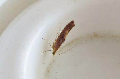 <i>Argyresthia albistria</i>