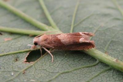 <i>Eucosma conterminana</i>