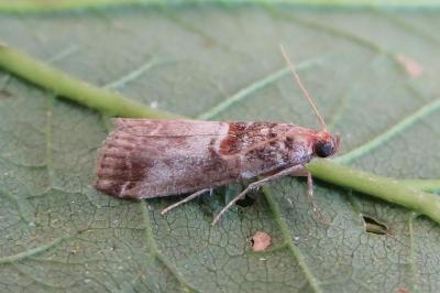 <i>Acrobasis advenella</i>