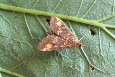 <i>Pyrausta aurata</i>