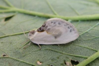 <i>Cilix glaucata</i>