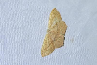 <i>Scopula imitaria</i>