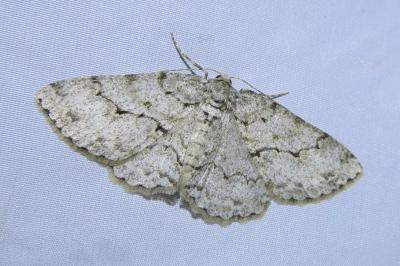 <i>Ectropis crepuscularia</i>