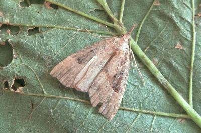 <i>Hypena rostralis</i>
