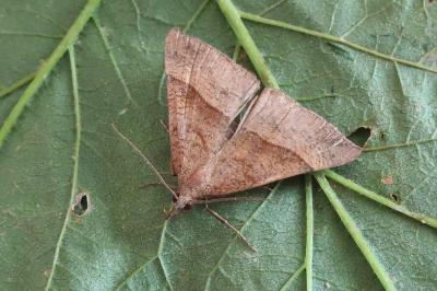 <i>Hypena proboscidalis</i>