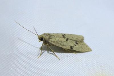 <i>Apaidia mesogona</i>