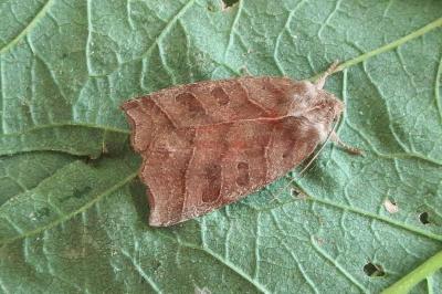 <i>Ipimorpha retusa</i>