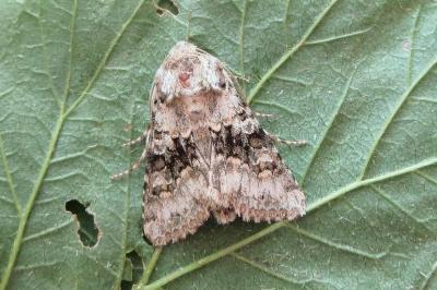 <i>Hecatera bicolorata</i>