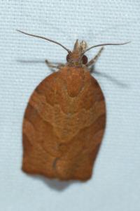 <i>Pandemis heparana</i>