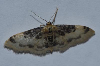 Idaea filicata