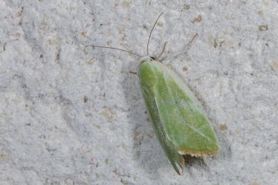 Earias clorana