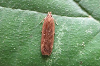 Helcystogramma triannulella