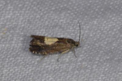 Pammene regiana