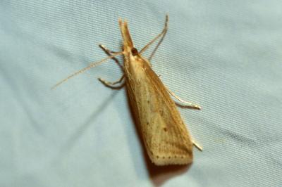 Donacaula forficella
