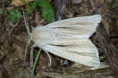 Acronicta albovenosa
