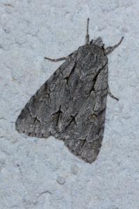 <i>Acronicta psi/tridens</i>