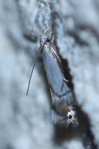 <i>Phyllocnistis</i>