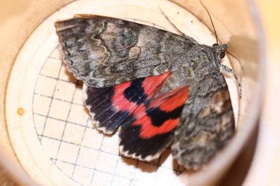 <i>Catocala nupta</i>