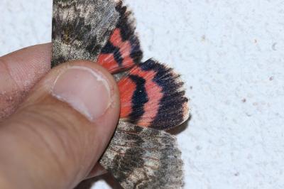<i>Catocala elocata</i>