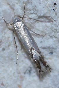 <i>Phyllocnistis</i>
