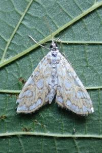 <i>Elophila nymphaeata</i>