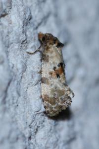 <i>Cochylis molliculana</i>