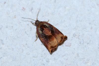 <i>Archips podana</i>