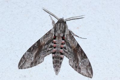 <i>Agrius convolvuli</i>