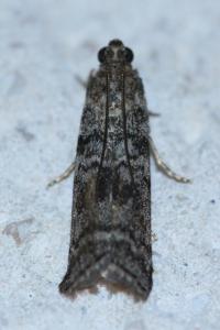 <i>Dioryctria simplicella</i>