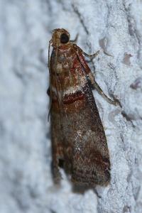 <i>Acrobasis tumidana</i>