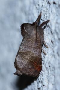 <i>Clostera pigra</i>
