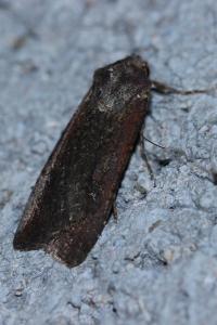 <i>Peridroma saucia</i>