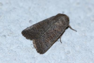 <i>Hoplodrina ambigua</i>