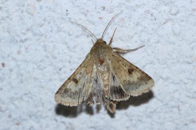 <i>Helicoverpa armigera</i>