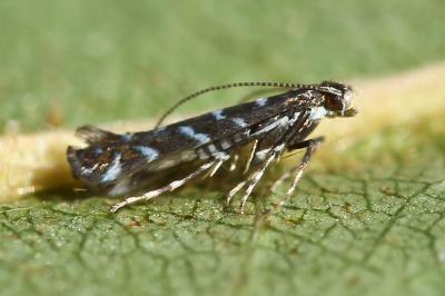 <i>Parectopa ononidis</i>
