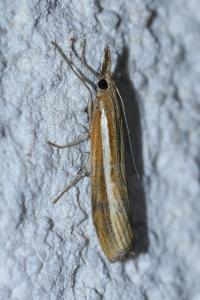 <i>Agriphila tristella</i>