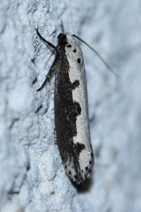 <i>Ethmia bipunctella</i>