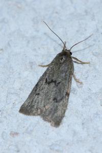 <i>Apaidia mesogona</i>