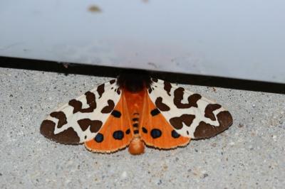 <i>Arctia caja</i>